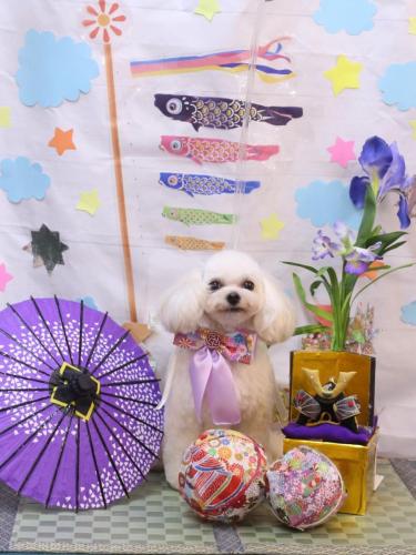 20240510シェリーちゃん (1)